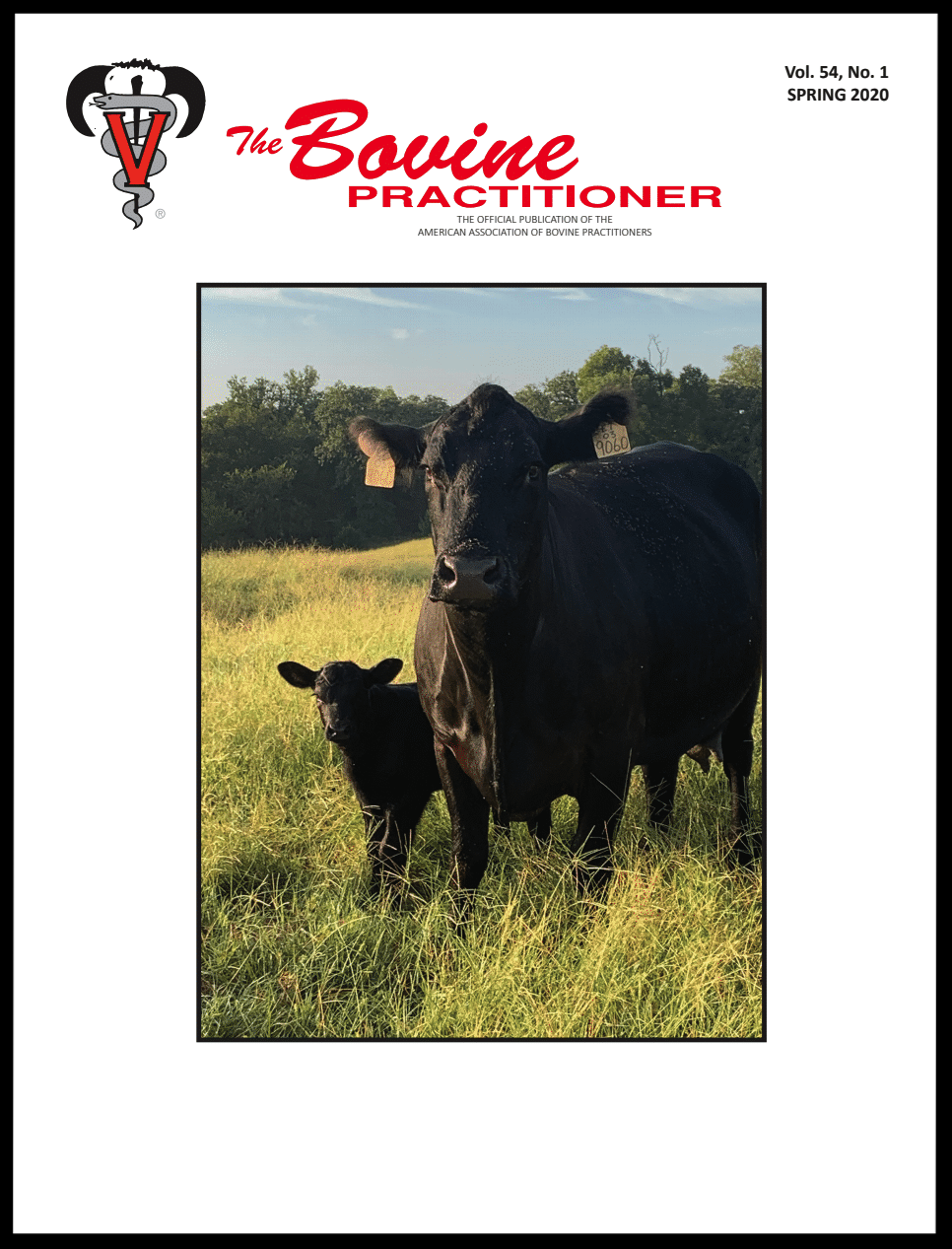 Cover image of Volume 54, No. 1 of the Bovine Practitioner: a photo of an Angus cow with her calf by her side, both gazing at the photographer. The calf is very small, only a little taller than the grass both cows are standing in.